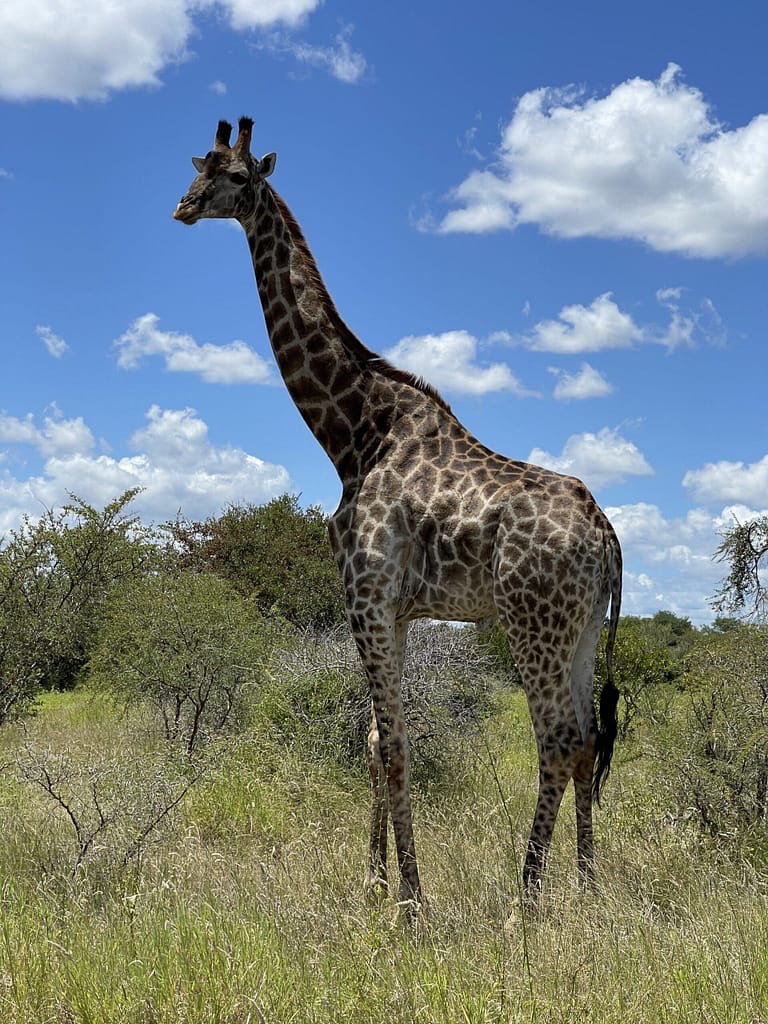 Travelbuddies in Kruger