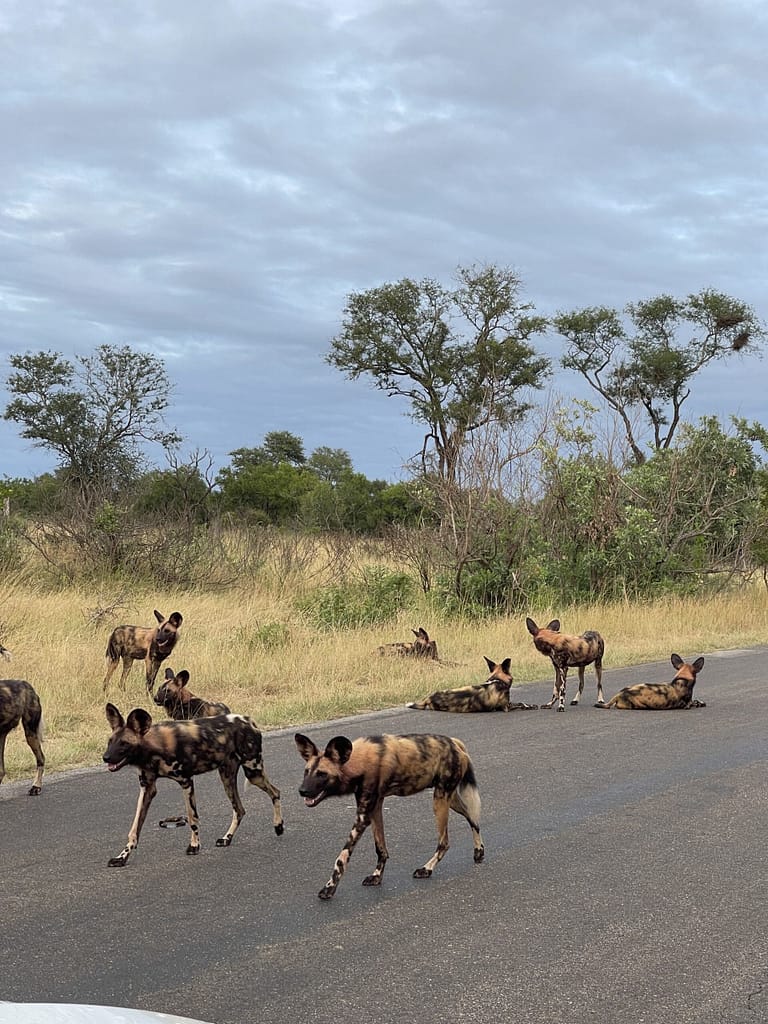 The road in the Kruger National Pak are in good condition -Wild dog on the road in Kruger