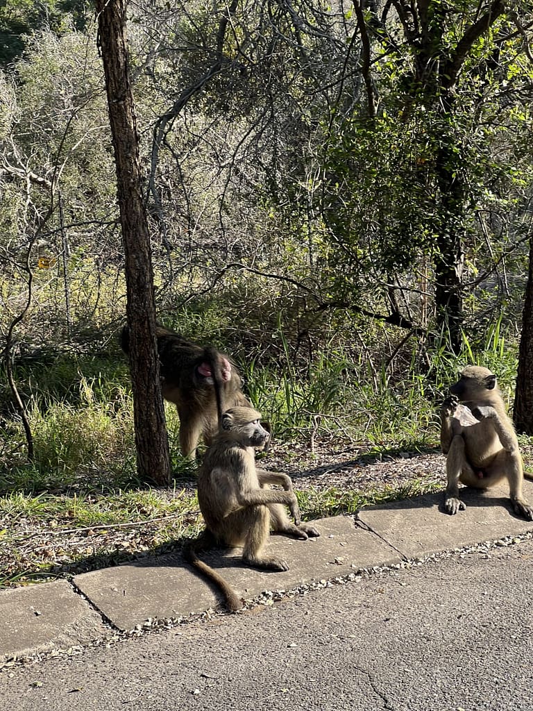 Travelbuddies at Kruger