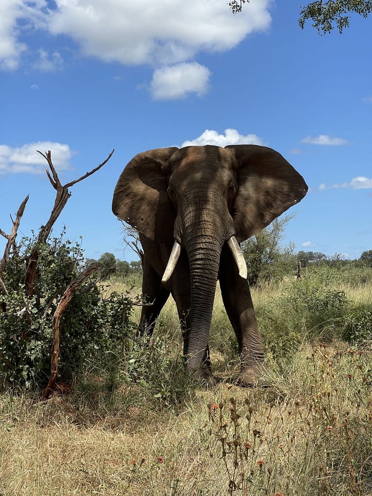 A bull elephant is the Kruger Park South Africa