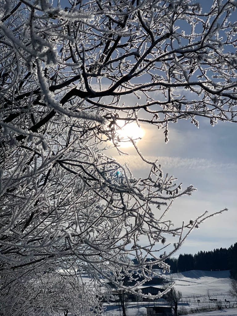 Winter, Allgäu, Snow,