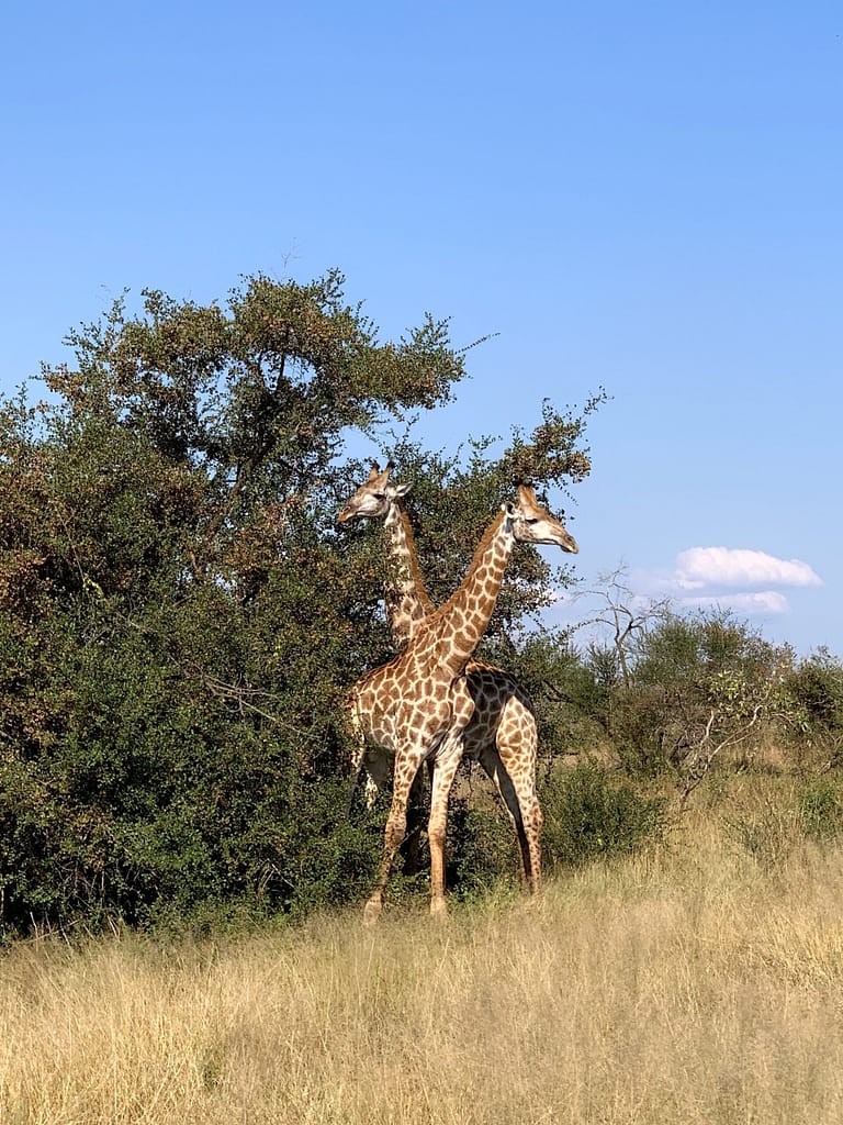 Giraffes in Kruger Park