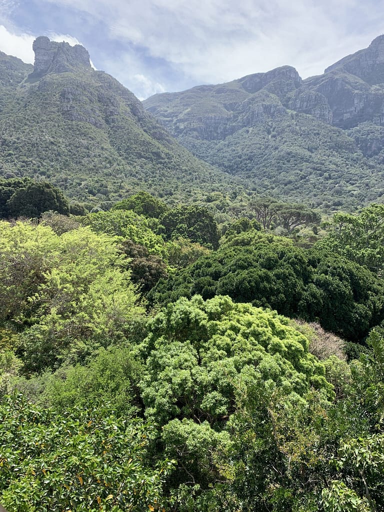 Kirstenbosch Gardens, Cape Town