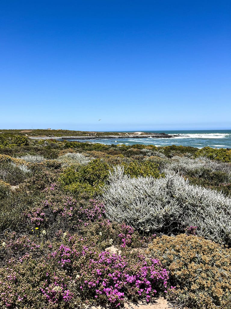 Springtime at the Westcoast, South Africa