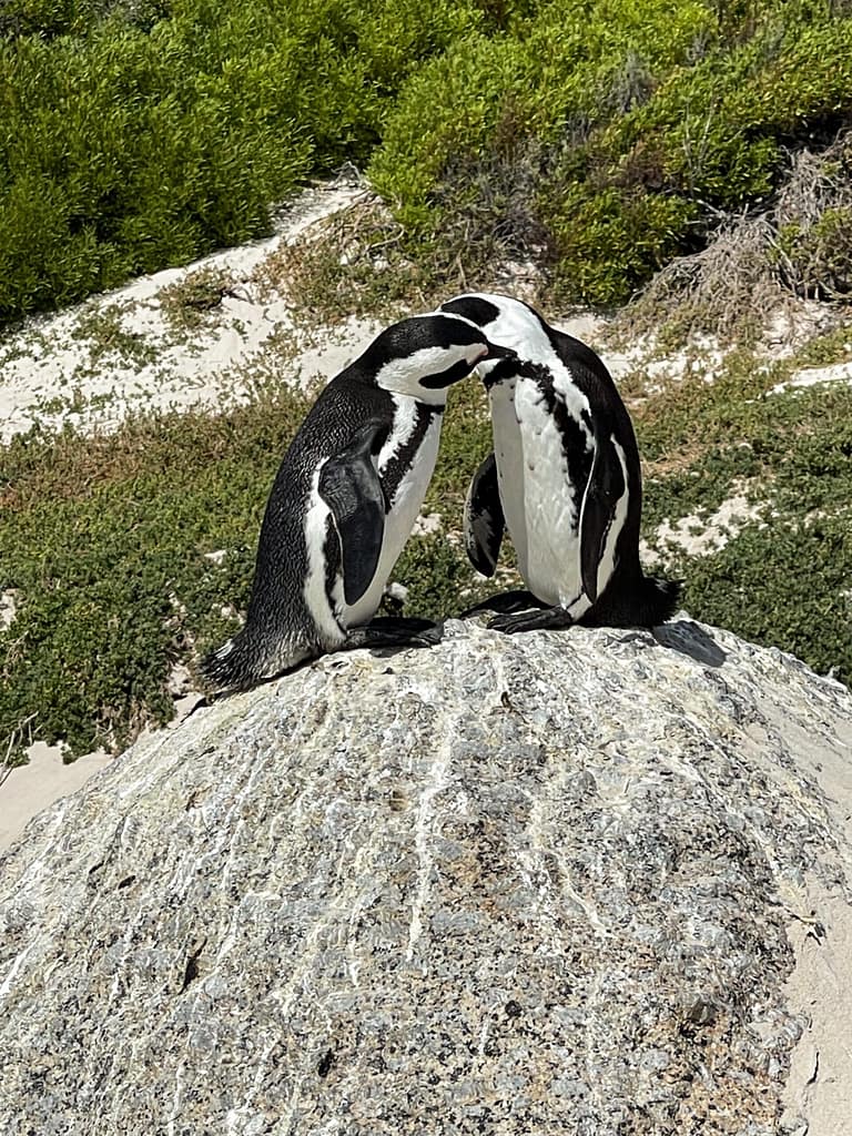 Penguins Boulders Beach