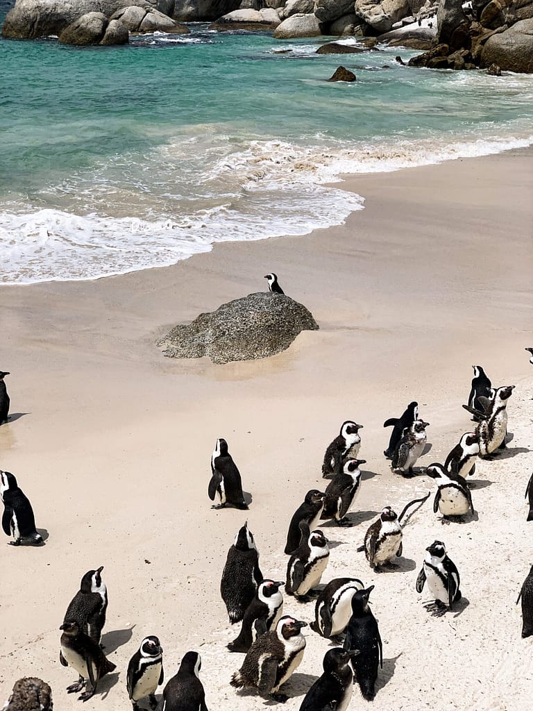 Penguins at Boulders Beach