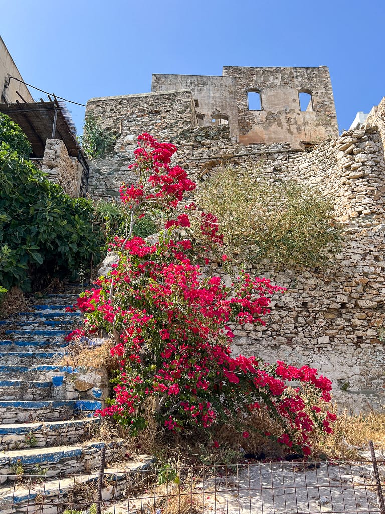 A beautiful Bougainvillea in Ermoupoli