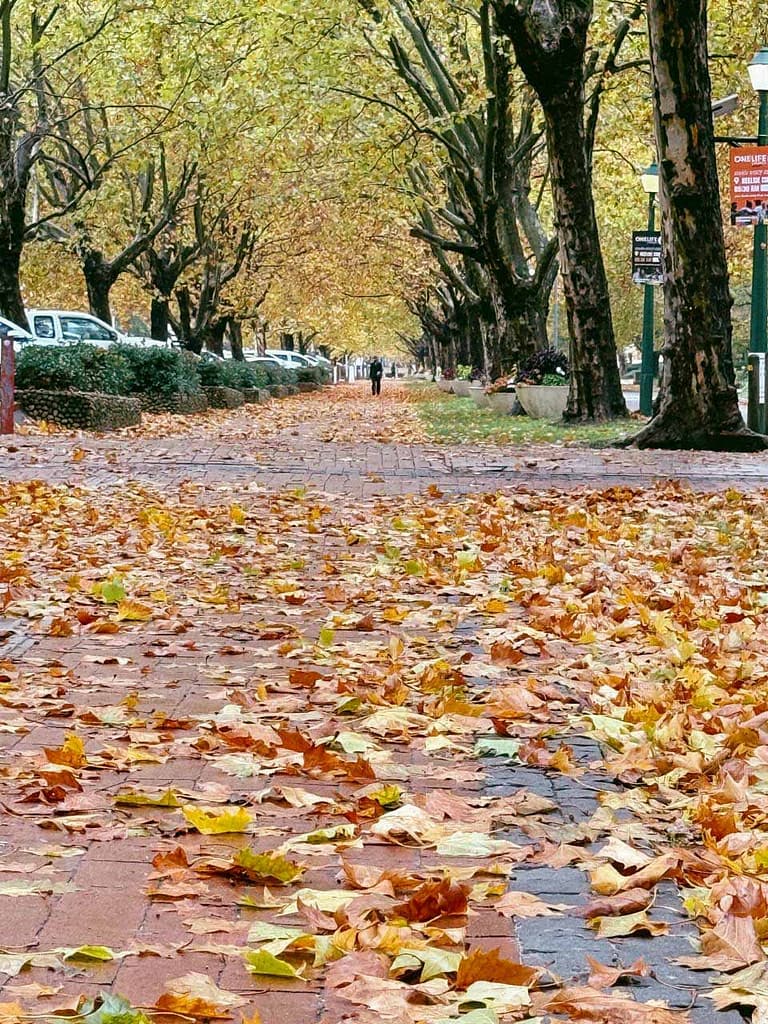 autumn in Stellenbosch, Herbst in Stellenbosch
