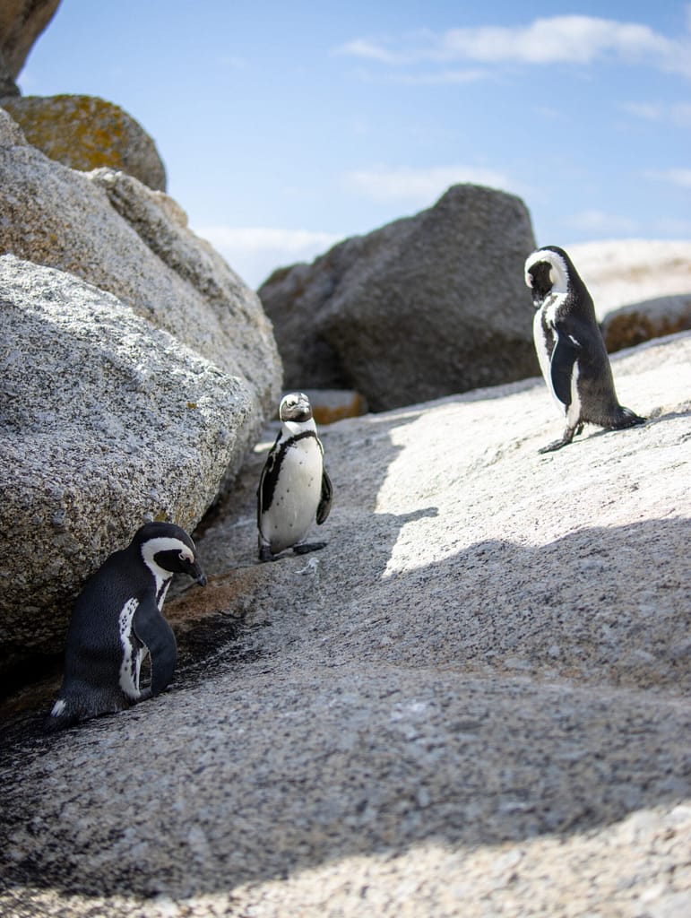 Boulders Beach penguins South Africa