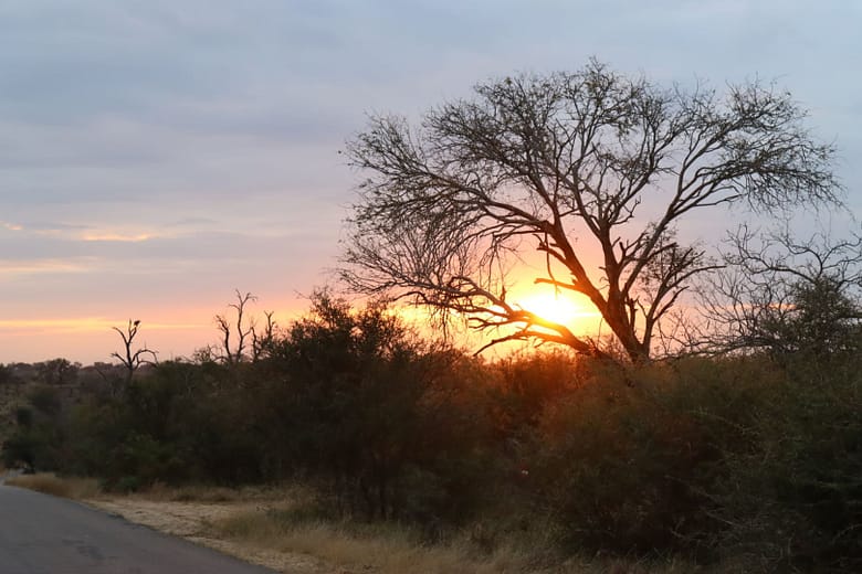 Travelbuddies in Kruger