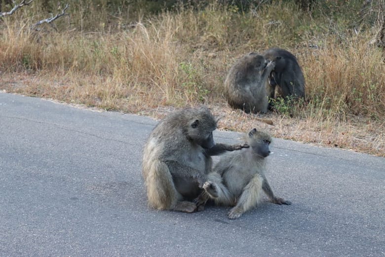 Travelbbuddies in Kruger