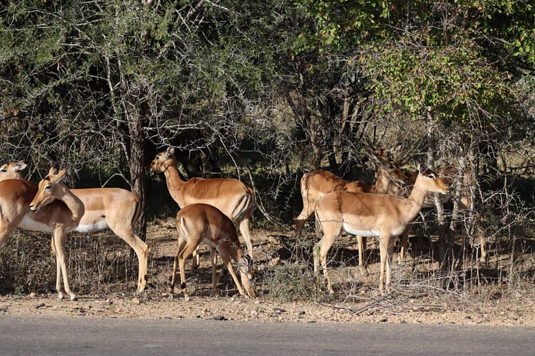 Kruger National Park