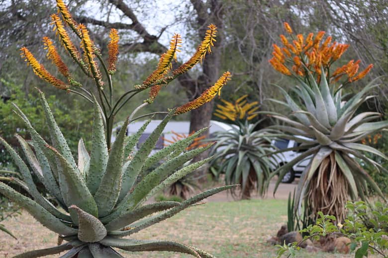 South African flower