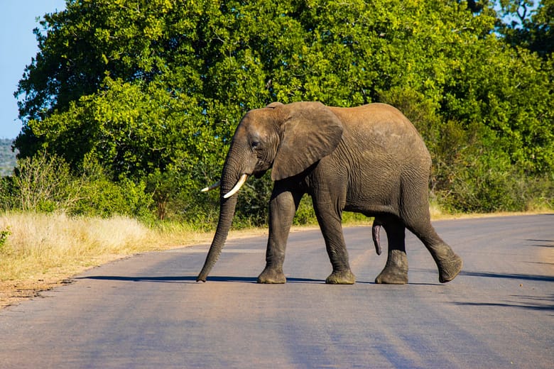 Elephant in the Kruger National Park