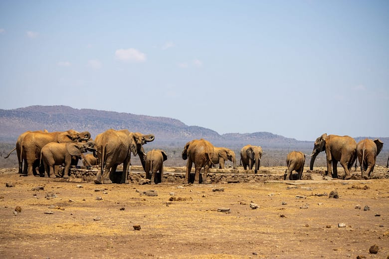 Herd of Elephants drinking at a waterhole in Madikwe Game Reserve