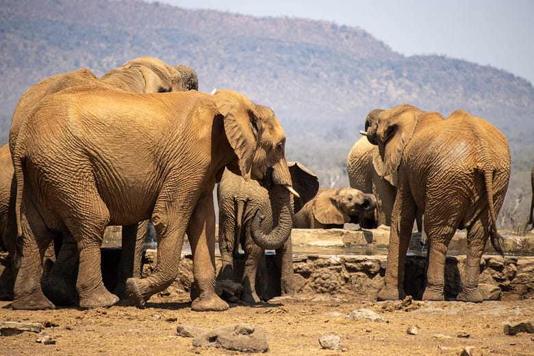 Elephants at a waterhole in the Madikwe Game Reserve