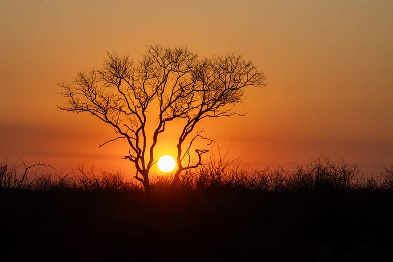 A sunset in the African bush veld with silhouette of a tree
