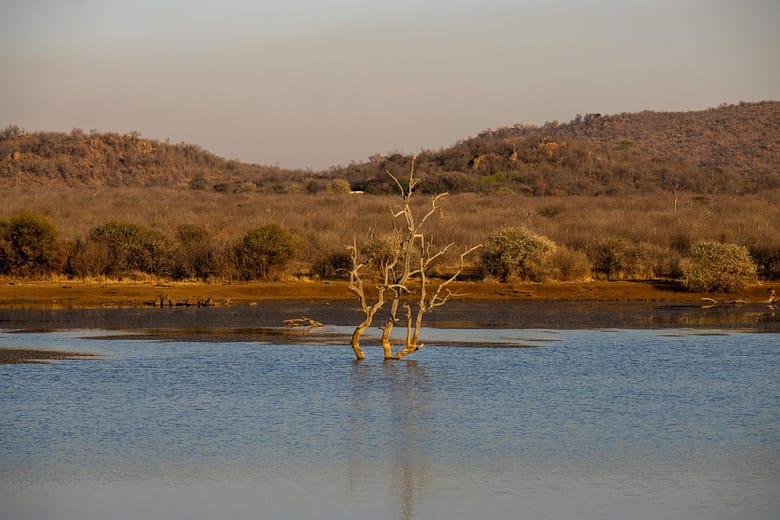 Nature views of a dam with a tree in the centre