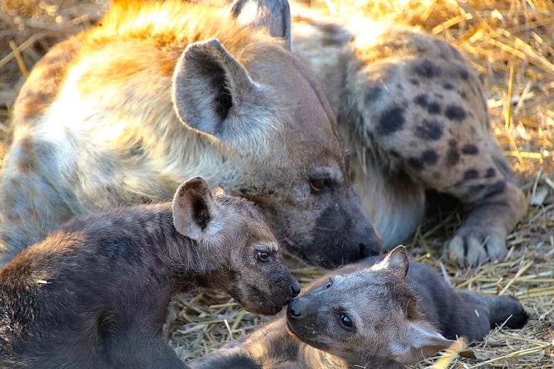 Big 5 Game Reserves in South Africa, Hyena . Hyäne Big 5 Wildreservat in Südafrika