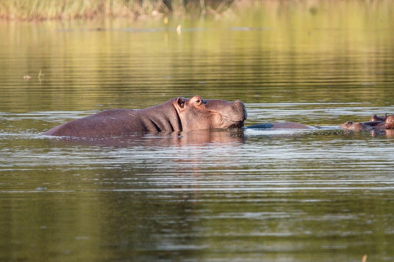 A hippo in the river at the Kruger National Park
