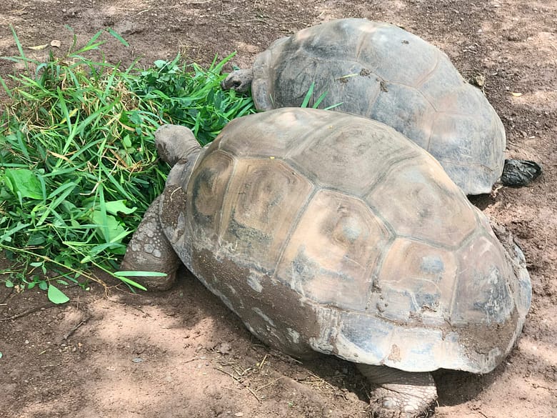 Travelbuddieslifestyle in Mauritius with tortoises