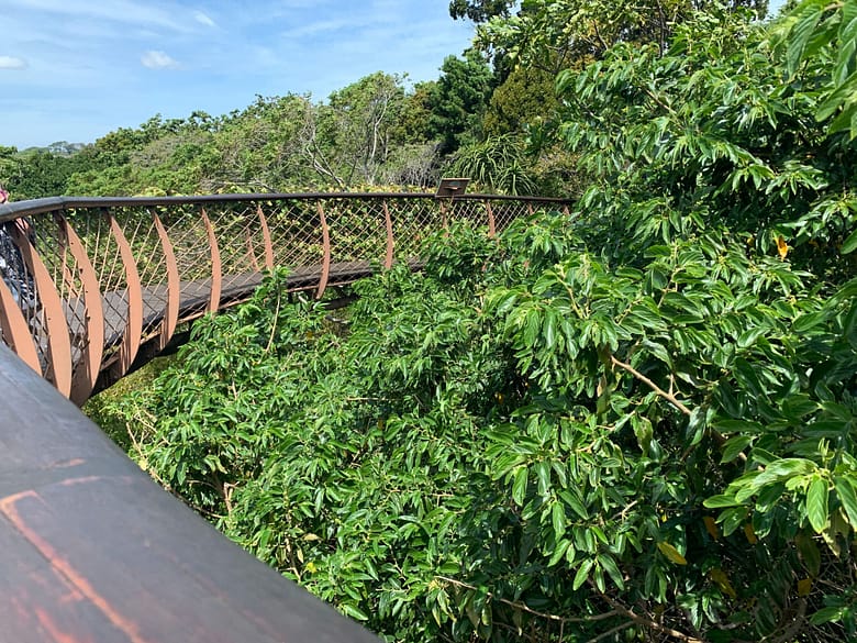 Kirstenbosch Botanical Gardens in Cape Town
