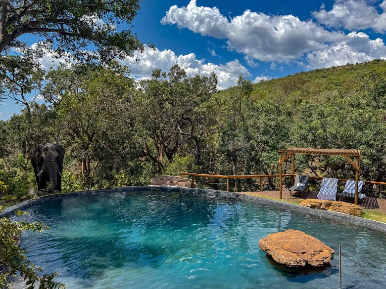 A majestic elephant bull approaching the pool for his afternoon refreshing shower