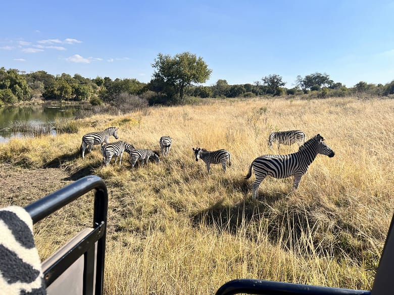 Guided game vehicle safaris Zebras Crossing Lodge, Waterberg Biosphere, South Africa, Zebra