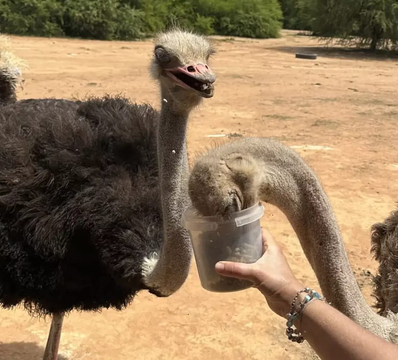Safari Ostrich Farm, Oudtshoorn, South Africa, Klein Karoo, Garden Route small group tour