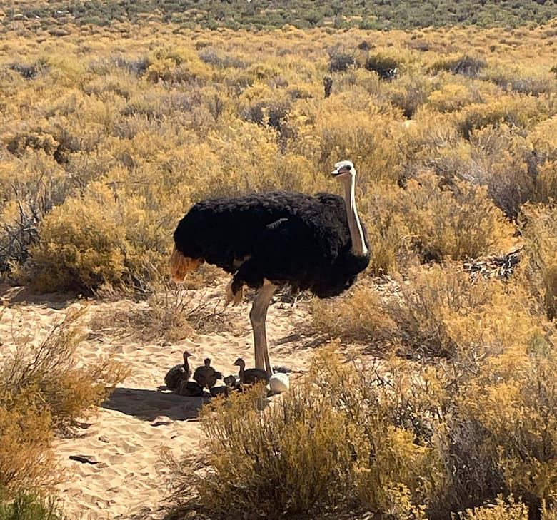 Ostrich at Aquila Game Reserve
