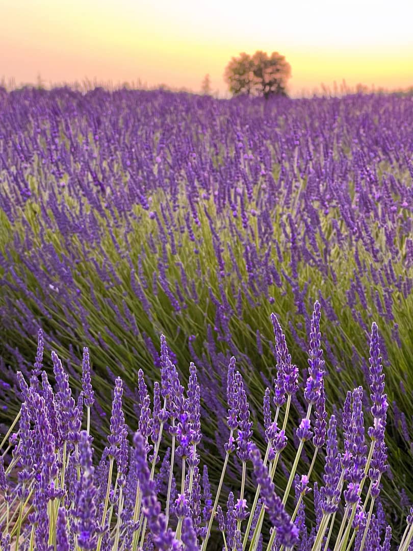 The lavender fields in France during golden hour