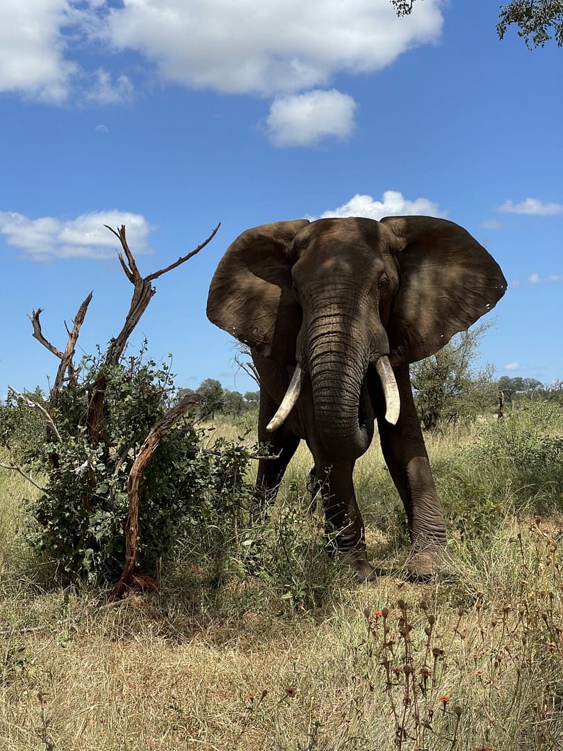 Elephant in Kruger Park