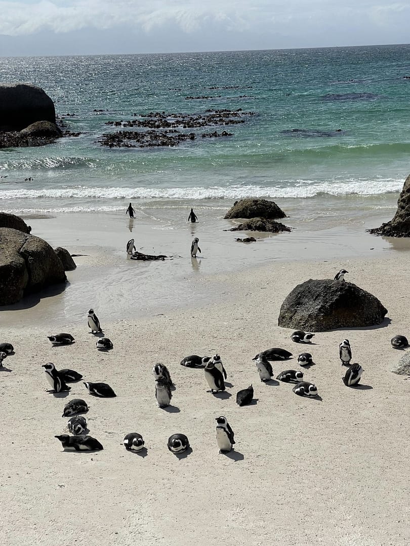 Boulders Beach, South Africa