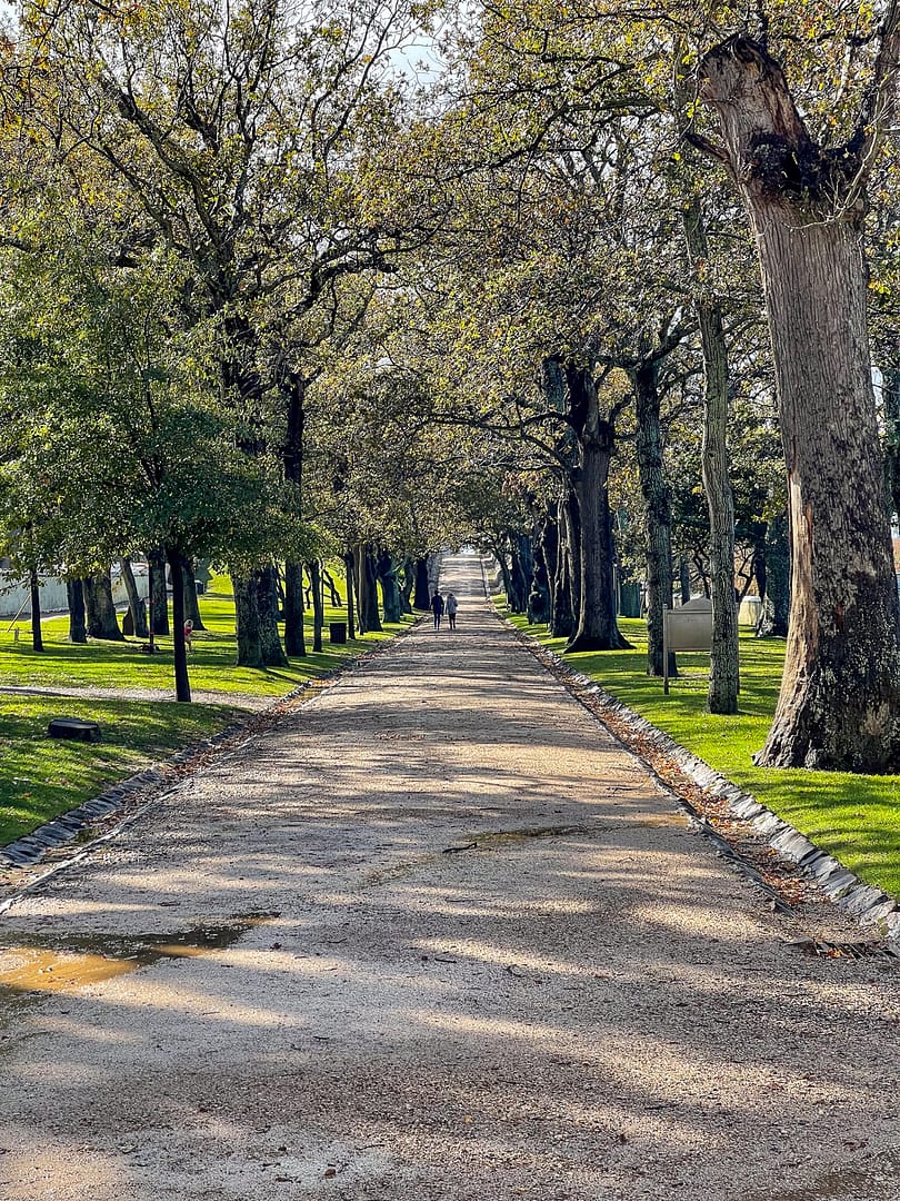 The tree line entrance to Groot Constantia