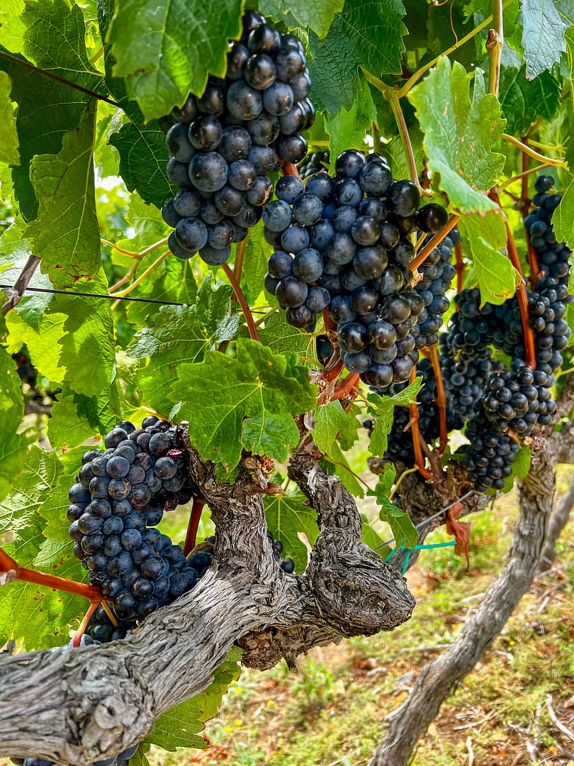 Black grapes in a vineyard in South Africa
