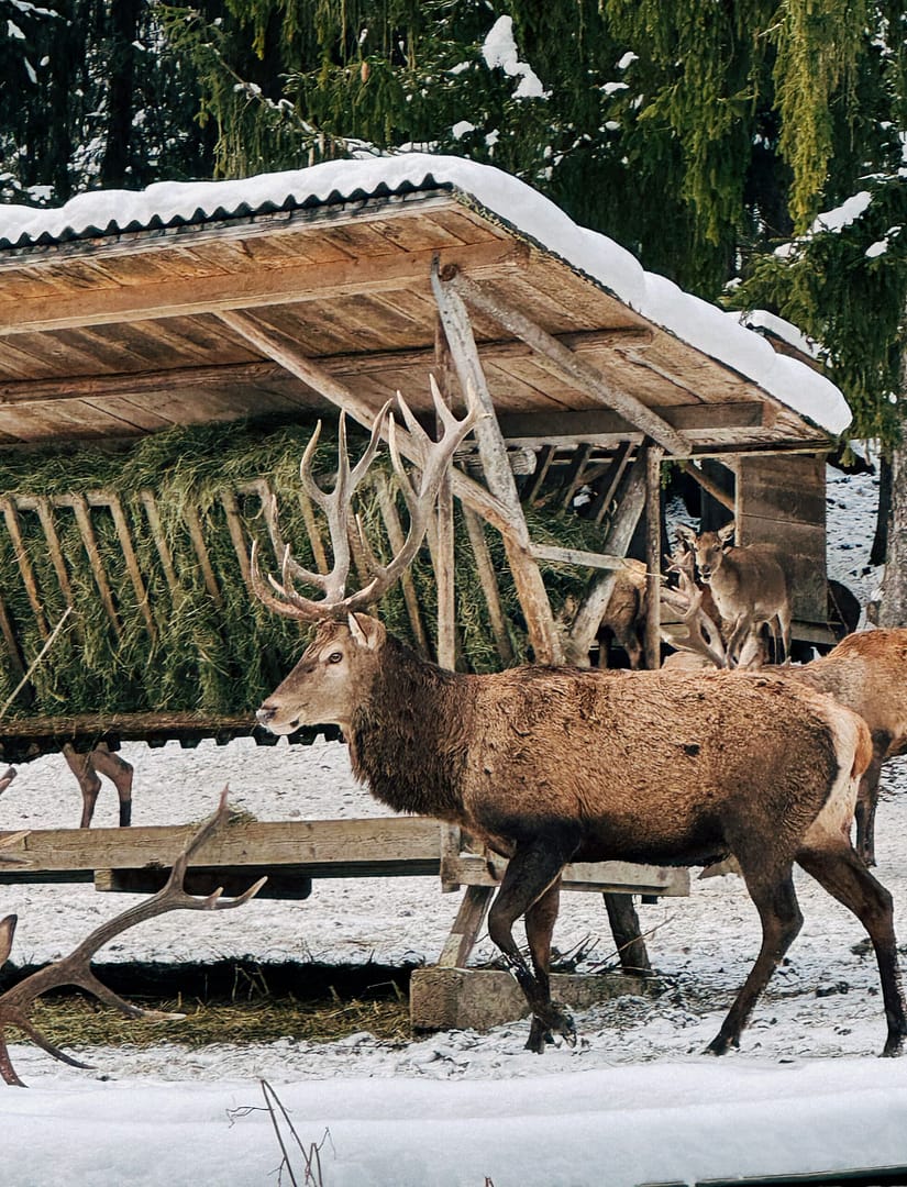 Deer feeding Schwangau
