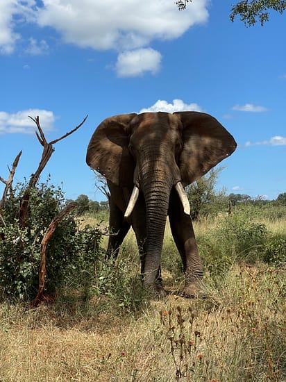 A bull elephant is the Kruger Park South Africa